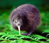 kiwi kiwi