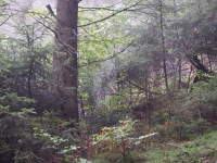 Чешская Швейцария и немного Дрездена. Еще паутина