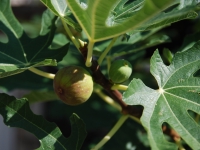 Хорватия, Млини 2017. Фига. Он же инжир